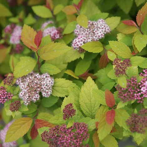 Spiraea Japonica 'Double Play Big Bang' 1 Spiraea Japonica 'Double Play Big Bang'