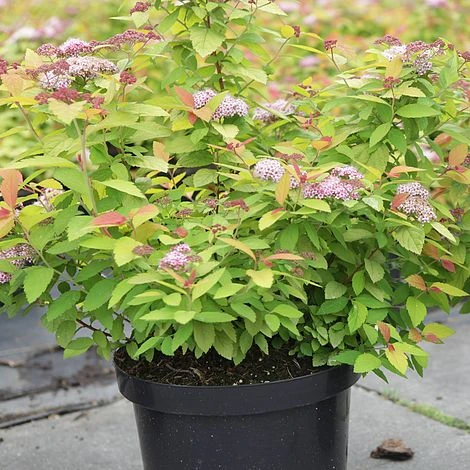Spiraea Japonica 'Double Play Big Bang' 2 Spiraea Japonica 'Double Play Big Bang' - Image 2