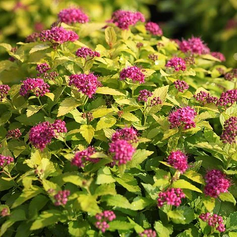Spiraea Japonica 'Double Play Gold' 1 Spiraea Japonica 'Double Play Gold'