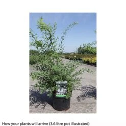Spiraea Cinerea 'Graciosa' 7 Spiraea Cinerea 'Graciosa' -Greenworld Zone SPIR T66456 B h