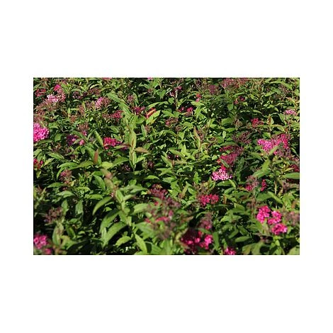 Spiraea Japonica 'Anthony Waterer' 2 Spiraea Japonica 'Anthony Waterer' - Image 2