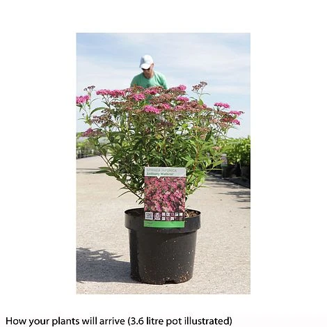 Spiraea Japonica 'Anthony Waterer' 3 Spiraea Japonica 'Anthony Waterer' - Image 3