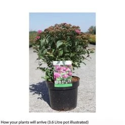 Spiraea Japonica 'Double Play Artist' 5 Spiraea Japonica 'Double Play Artist' -Greenworld Zone SPIR T66462 B h