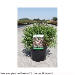 Spiraea Japonica 'Little Princess' -Greenworld Zone SPIR T66466 A h