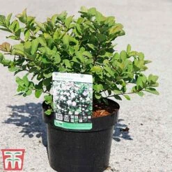 Spiraea Betulifolia 'Pink Sparkler' 7 Spiraea Betulifolia 'Pink Sparkler' -Greenworld Zone SPIR TKA3526 A