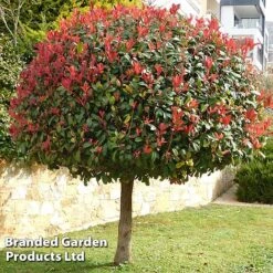Photinia 'Red Robin' (Standard) 7 Photinia 'Red Robin' (Standard) -Greenworld Zone STAN TCK74037 A1
