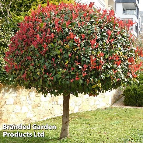 Photinia 'Red Robin' (Standard) 3 Photinia 'Red Robin' (Standard) - Image 3