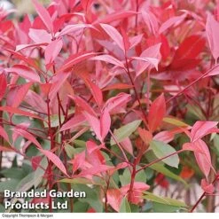 Photinia 'Red Robin' (Standard) 8 Photinia 'Red Robin' (Standard) -Greenworld Zone STAN TCK74037 B