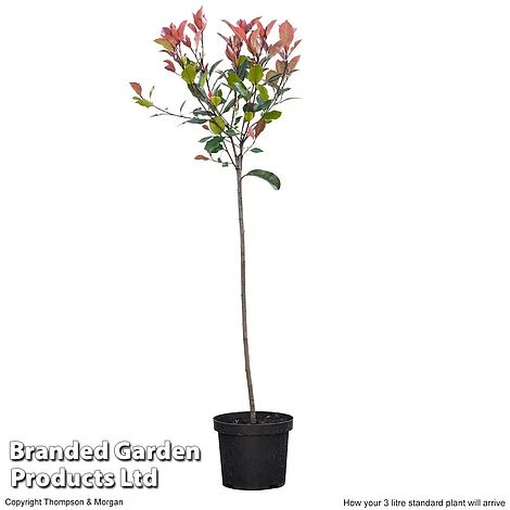 Photinia 'Red Robin' (Standard) 2 Photinia 'Red Robin' (Standard) - Image 2