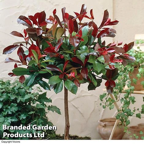 Photinia 'Red Robin' (Standard) 1 Photinia 'Red Robin' (Standard)