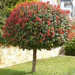 Photinia 'Red Robin' (Standard) 9 Photinia 'Red Robin' (Standard) -Greenworld Zone STAN TCK74037 NOW1