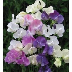 Sweet Pea 'Scent Infusion' -Greenworld Zone SWEE T17016 A h