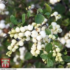 Symphoricarpos 'Magical Galaxy' -Greenworld Zone SYMP 6648 A2