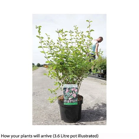 Symphoricarpos X Doorenbosii 'Amethyst' 2 Symphoricarpos X Doorenbosii 'Amethyst' - Image 2