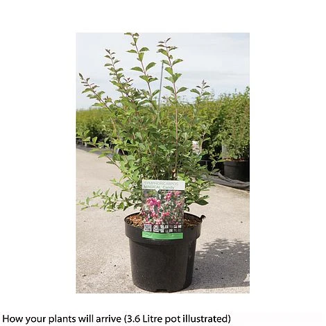 Symphoricarpos 'Magical Candy' 2 Symphoricarpos 'Magical Candy' - Image 2