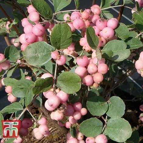Symphoricarpos X Doorenbosii 'Amethyst' 1 Symphoricarpos X Doorenbosii 'Amethyst'