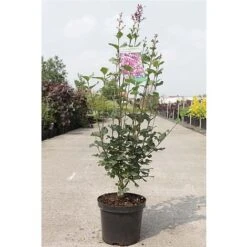 Lilac 'Bloomerang Dark Purple' -Greenworld Zone SYRI T68533 B h