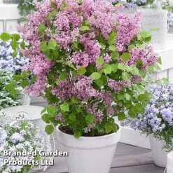Syringa Flowerfesta® Collection 11 Syringa Flowerfesta® Collection -Greenworld Zone SYRI FFESTAPIN S48771