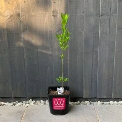 Spindle (Euonymus Europaeus) Grown By Cotswold Trees -Greenworld Zone Spindle