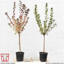 Azalea 'Japanese Red' -Greenworld Zone T10414 arrival