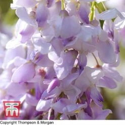 Wisteria Sinensis (Patio Standard) -Greenworld Zone T10787 WIST 1