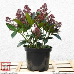 Skimmia Japonica 'Rubella' 12 Skimmia Japonica 'Rubella' -Greenworld Zone T57538 arrival