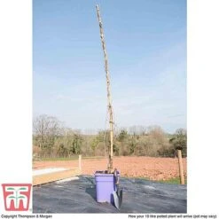 Wisteria Sinensis 'Prolific' -Greenworld Zone T57979 arrival 10l