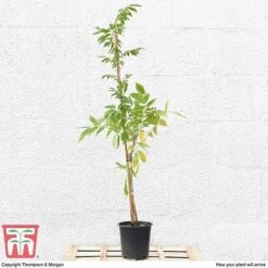 Wisteria Sinensis 'Prolific' -Greenworld Zone T57979 arrival