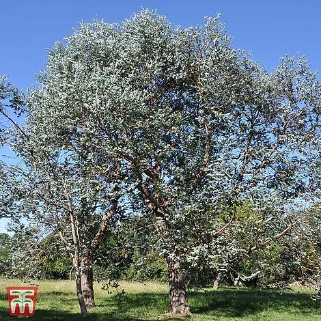 Eucalyptus Gunnii 2 Eucalyptus Gunnii - Image 2