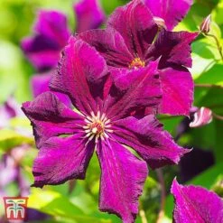Clematis Viticella 'Royal Velours'