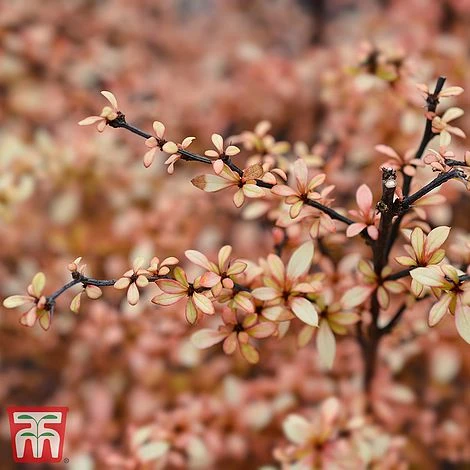 Berberis Thunbergii 'Golden Dream' 2 Berberis Thunbergii 'Golden Dream' - Image 2