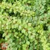 Berberis Thunbergii 'Green Carpet'