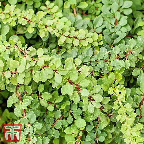 Berberis Thunbergii 'Green Carpet' 1 Berberis Thunbergii 'Green Carpet'