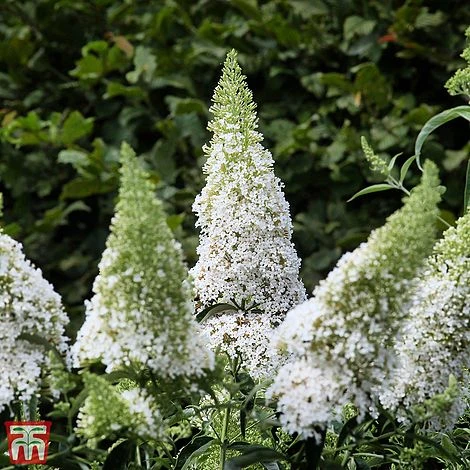 Buddleja Davidii 'White Profusion' 1 Buddleja Davidii 'White Profusion'