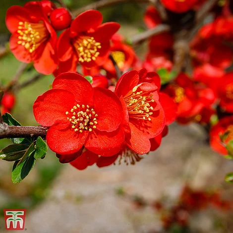 Chaenomeles X Superba 'Fascination' 1 Chaenomeles X Superba 'Fascination'