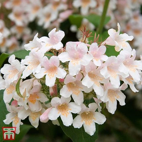 Kolkwitzia Amabilis 'Maradco' 1 Kolkwitzia Amabilis 'Maradco'