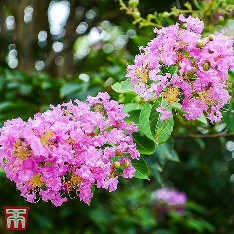 Lagerstroemia Indica 'Rhapsody In Pink' 1 Lagerstroemia Indica 'Rhapsody In Pink'
