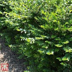 Lonicera Pileata -Greenworld Zone T66344 LONI 1