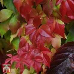 Parthenocissus Quinquefolia 'Engelmannii'