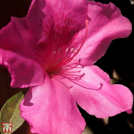 Rhododendron 'Blaauws Pink' 1 Rhododendron 'Blaauws Pink'