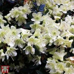 Rhododendron 'Palestrina' -Greenworld Zone T66426 RHOD 2