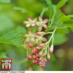 Ribes Gordonianum