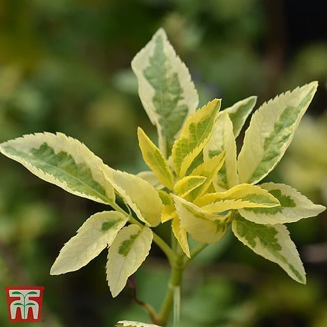 Sambucus Nigra 'Madonna' 1 Sambucus Nigra 'Madonna'