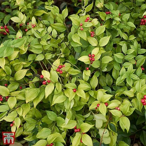 Sarcococca Ruscifolia 1 Sarcococca Ruscifolia