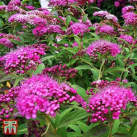 Spiraea Japonica 'Double Play Artist' 1 Spiraea Japonica 'Double Play Artist'