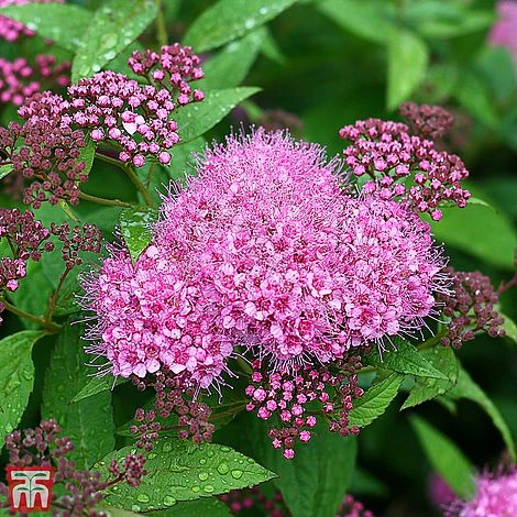 Spiraea 'Superstar' 1 Spiraea 'Superstar'