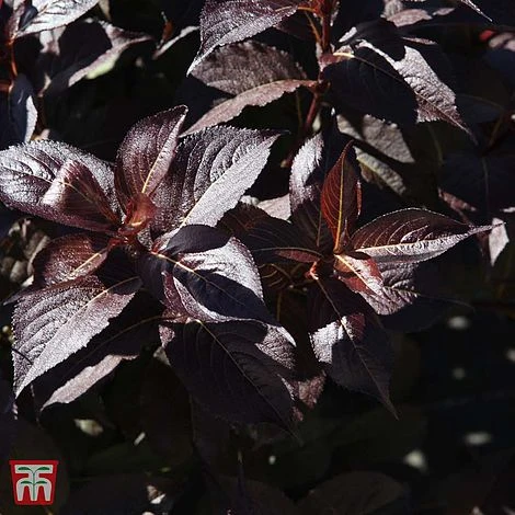 Weigela 'Naomi Campbell' 1 Weigela 'Naomi Campbell'