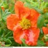 Potentilla Fruticosa 'Red Ace'