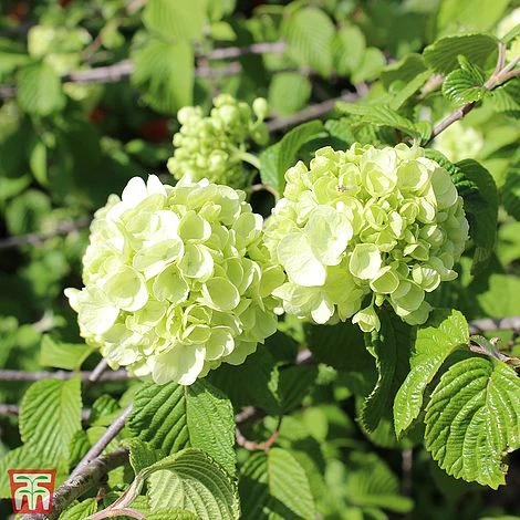 Viburnum Plicatum F. Plicatum 'Popcorn' 1 Viburnum Plicatum F. Plicatum 'Popcorn'