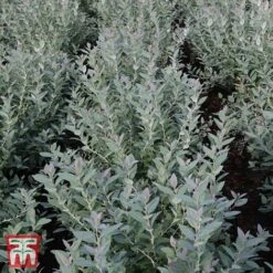 Zenobia Pulverulenta 'Blue Sky' -Greenworld Zone T68227 ZENO 1